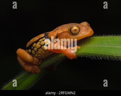 Ritratto di arbusti luccicanti altamente endemici e in pericolo di estinzione (Raorchestes resplendens) aggrappati a una lama d'erba Foto Stock