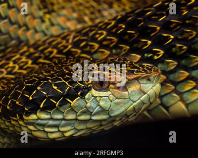 Ritratto di una vipera di Anamalai (Craspedocephalus anamallensis) da Munnar, Kerala, India Foto Stock