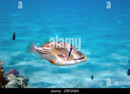 Laguna di Picasso triggerfish (Rhinecanthus aculeatus), foto sott'acqua nel Mar Rosso Foto Stock