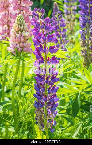 Giardino di lupini colorati retroilluminato dal sole che tramonta. Foto Stock