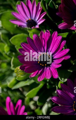 primo piano di un fiore Dimorphotheca ecklonis Foto Stock