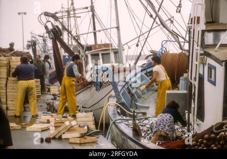 Fotografia d'archivio degli anni '1970 di pescherecci che scaricano catture nel porto di Saint-Cyprien, nel sud della Francia. Foto Stock