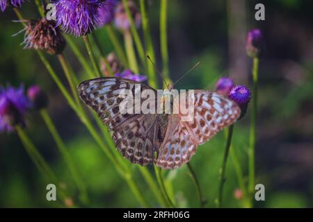 Butterfly fritillary con ali arancioni aperte con puntini punteggiati su un fiore da vicino. Foto Stock