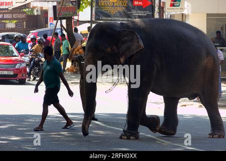 Sri Lanka, Pinnawala - 15 gennaio 2020: Elefante indiano e il personale dell'orfanotrofio di elefante Pinnawala a Kandy, Sri Lanka Foto Stock