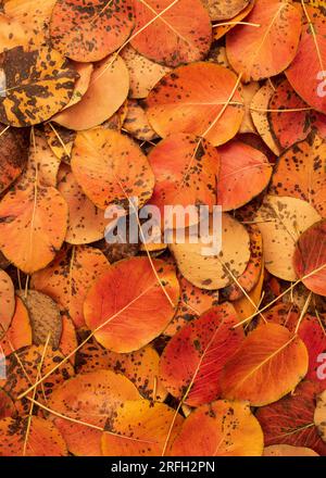 Vivace sfondo autunnale Foto Stock