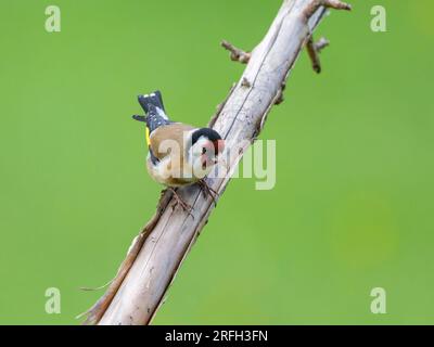 Un Goldfinch europeo seduto su un ramo, sfondo verde Foto Stock