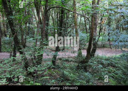 Whitleigh Wood Woodland Trust Devon Foto Stock