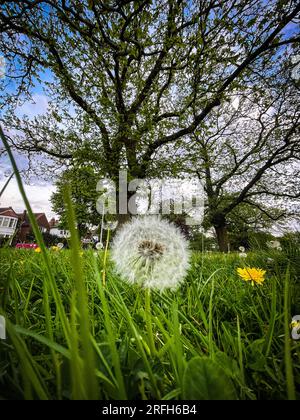 Fiore di Dandelion su George Green, Wanstead Foto Stock
