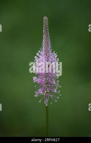 Plantago media, conosciuta come la piantagione di oario, è una specie di pianta fiorita della famiglia Plantaginaceae. Foto Stock