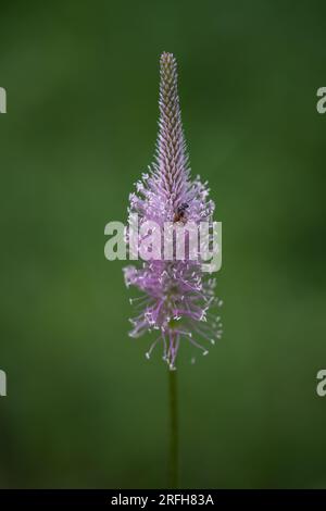 Plantago media, conosciuta come la piantagione di oario, è una specie di pianta fiorita della famiglia Plantaginaceae. Foto Stock