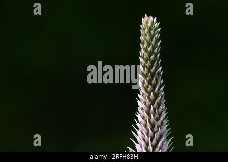 Plantago media, conosciuta come la piantagione di oario, è una specie di pianta fiorita della famiglia Plantaginaceae. Foto Stock