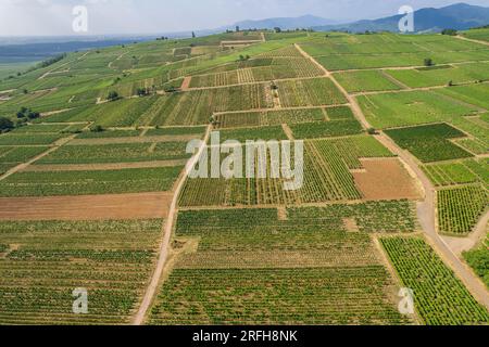 Veduta aerea dei vigneti struttura di Mittelwihr in estate - comune nel dipartimento Haut-Rhin, Grand Est nella Francia nord-orientale Foto Stock