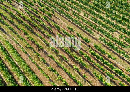 Veduta aerea dei vigneti struttura di Mittelwihr in estate - comune nel dipartimento Haut-Rhin, Grand Est nella Francia nord-orientale Foto Stock