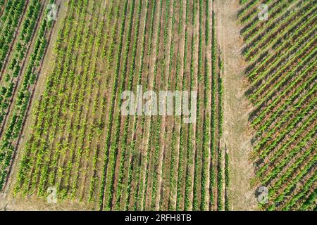 Veduta aerea dei vigneti struttura di Mittelwihr in estate - comune nel dipartimento Haut-Rhin, Grand Est nella Francia nord-orientale Foto Stock