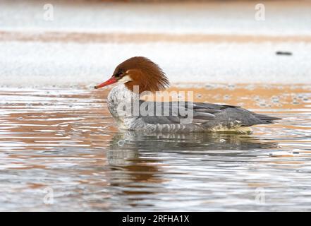 Un'unica penna comune di Merganser nuota in uno stagno ghiacciato Foto Stock