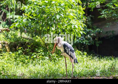 Una cicogna dipinta, un grande wader della famiglia delle cicogne. Si trova nelle zone umide dell'Asia tropicale e del sud-est asiatico. Foto Stock