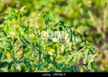 Giovani piantine di pomodoro in fiore. Letti a base di pomodoro in giardino. Foto Stock