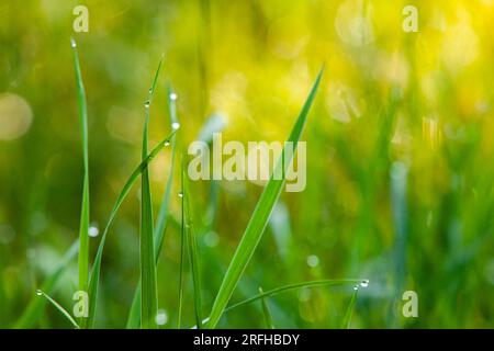 Gocce di rugiada sull'erba con le luci del sole del mattino. Contesto naturale. Primavera ed estate. Foto Stock