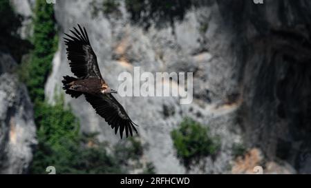 Un avvoltoio griffone euroasiatico (Gyps fulvus) nel Grand Canyon du Verdon con scogliere e grotte sullo sfondo Foto Stock