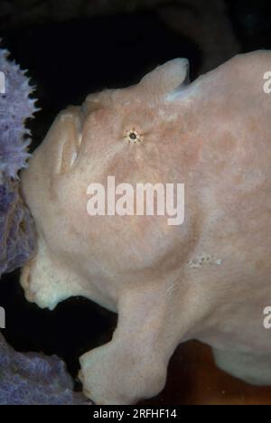 Pesci rossi giganti, Antennarius commersonii, sito di immersione delle Cascate nudi, stretto di Lembeh, Sulawesi, Indonesia Foto Stock