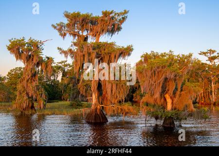 Cipressi calvi (Taxodium distichum) con Osprey, Blue Cypress Lake, Florida, USA, di Dominique Braud/Dembinsky Photo Assoc Foto Stock