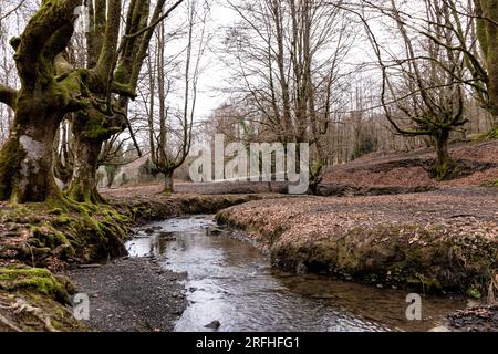Incantevole splendore autunnale: Un viaggio sereno attraverso il vivace fogliame e i maestosi alberi della foresta di Otzarreta Foto Stock
