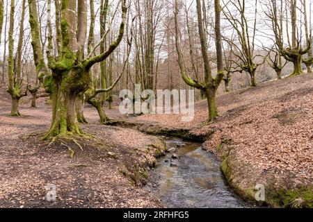 Incantevole splendore autunnale: Un viaggio sereno attraverso il vivace fogliame e i maestosi alberi della foresta di Otzarreta Foto Stock