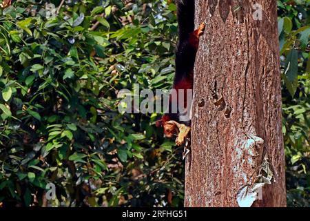 scoiattolo selvatico viola gigante di malabar in primo piano Foto Stock