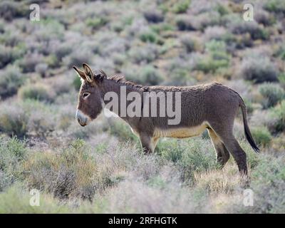 Un burro selvaggio vicino al Mosaic Canyon Trail nel Death Valley National Park, California, USA. Foto Stock