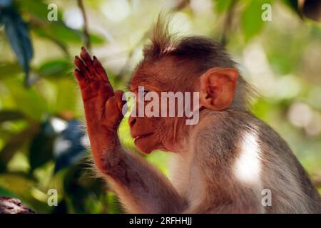 Scimmia macaca del cofano (Macaca radiata) che solleva la mano da vicino Foto Stock