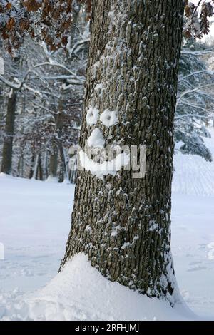 Primo piano di un albero di quercia con una faccia felice e sorridente fatta di neve in inverno Foto Stock