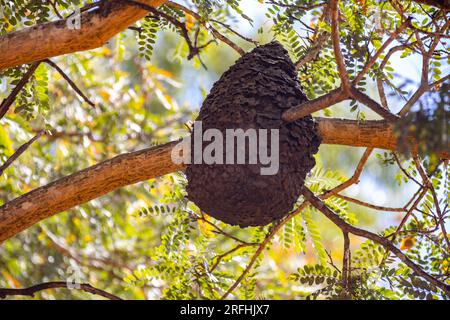 Alveare di api selvatiche del cerrado biome brasiliano Foto Stock