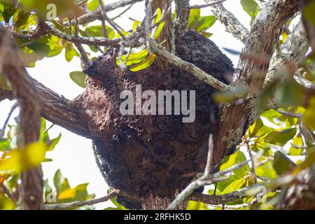 Alveare di api selvatiche del cerrado biome brasiliano Foto Stock