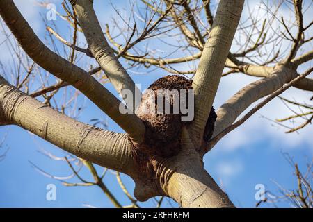 Alveare di api selvatiche del cerrado biome brasiliano Foto Stock