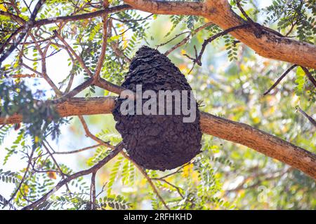 Alveare di api selvatiche del cerrado biome brasiliano Foto Stock