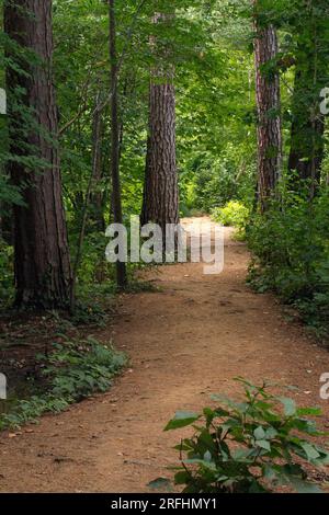 Un incantevole percorso sterrato ombreggiato attraverso alberi alti che conducono alla luce del sole Foto Stock