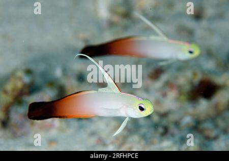 Fire Dartfish, Nemateleotris magnifica, con pinna dorsale estesa, sito di immersione Tanjung Tutudiruru, isola Wetar, vicino ad Alor, Indonesia Foto Stock