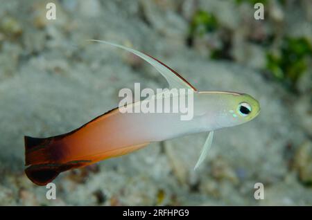 Fire Dartfish, Nemateleotris magnifica, con pinna dorsale estesa, sito di immersione Tanjung Tutudiruru, isola Wetar, vicino ad Alor, Indonesia Foto Stock