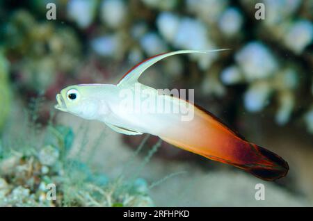 Yawning Fire Dartfish, Nemateleotris magnifica, con pinna dorsale estesa, sito di immersione Tanjung Tutudiruru, isola Wetar, vicino ad Alor, Indonesia Foto Stock