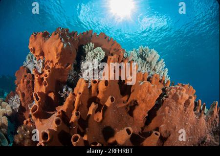 Spugna, Porifera Phylum, con il sole sullo sfondo, sito di immersione Avalanche, isola di Nyata, vicino ad Alor, Indonesia Foto Stock