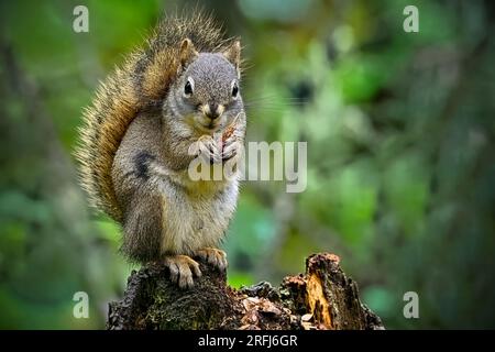 Uno scoiattolo rosso " Tamiasciurus hudsonicus ", seduto su un ceppo di alberi marciscono nel suo habitat boschivo che si nutre di coni di abete rosso che ha immagazzinato. Foto Stock