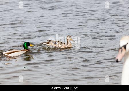 piccole anatre selvatiche in primavera o in estate in natura, bellissime anatre selvatiche in natura nel lago, natura selvaggia con anatre di uccelli acquatici Foto Stock