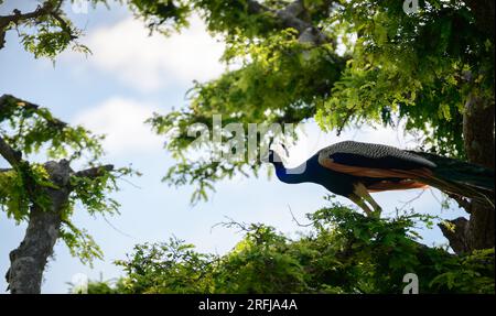 Pavone blu selvatico su un albero, splendido habitat girato nel parco nazionale di Yala. Foto Stock