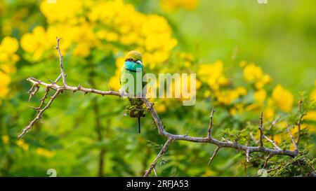 Mangiatore di api verdi e splendidi fiori di fiori selvatici gialli al parco nazionale di yala. Foto Stock