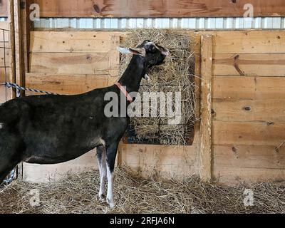 Capra bianca e nera che mangia fieno sul muro di stallo di legno Foto Stock