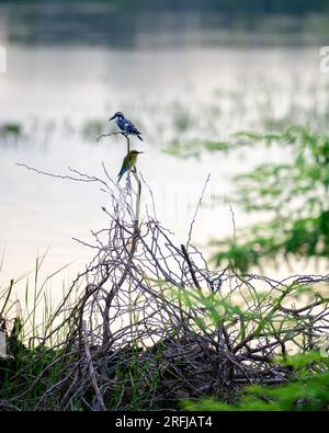 Pied Kingfisher e un uccello dalla coda blu che mangia api arroccato l'uno vicino all'altro vicino alla laguna nel Parco Nazionale di Bundala. Foto Stock