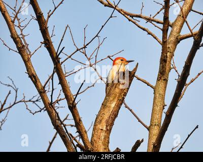 Scale per uccelli picchi con becchi rossi laterali dell'albero in inverno Foto Stock
