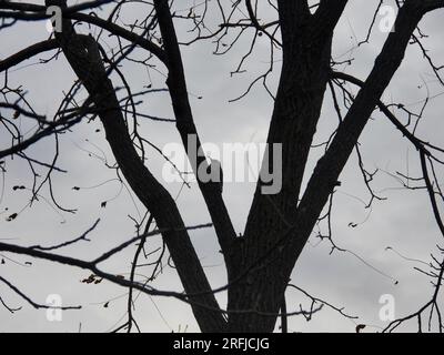 Uccello picchiaduro con il becco rosso su un ramo degli alberi in una giornata nuvolosa Foto Stock