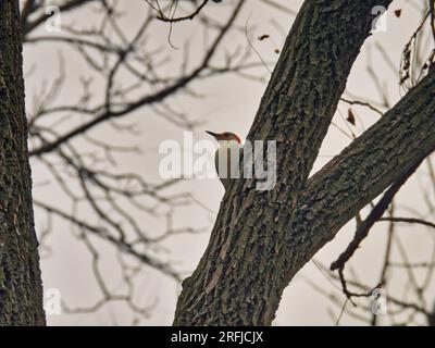 Uccello picchiaduro con il becco rosso su un ramo degli alberi in una giornata nuvolosa Foto Stock