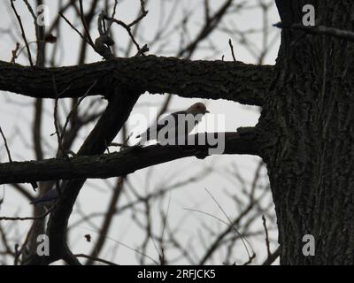 Uccello picchiaduro con il becco rosso su un ramo degli alberi in una giornata nuvolosa Foto Stock
